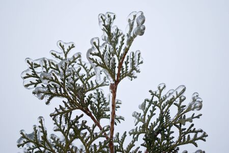 Thuja in ice coldの写真素材