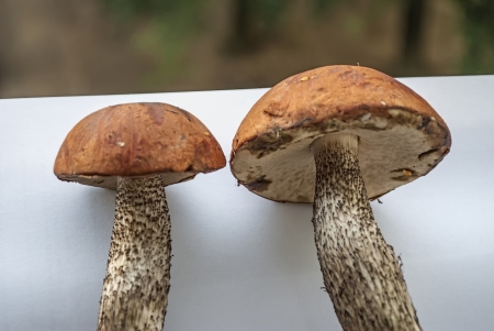 Mushrooms in the forest  Green grass around  Forest mushroomsの写真素材