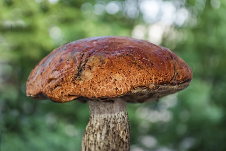 Mushrooms in the forest  Green grass around  Forest mushroomsの写真素材