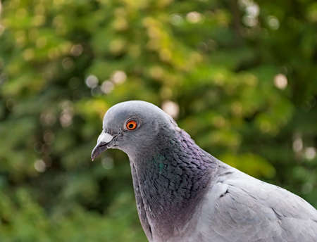 Pigeon  Columba palumbus の写真素材