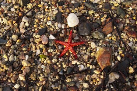 Brown red starfish on the sandの写真素材