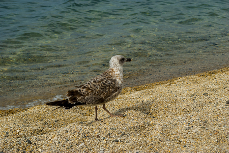 Marine gull sits on seaの写真素材
