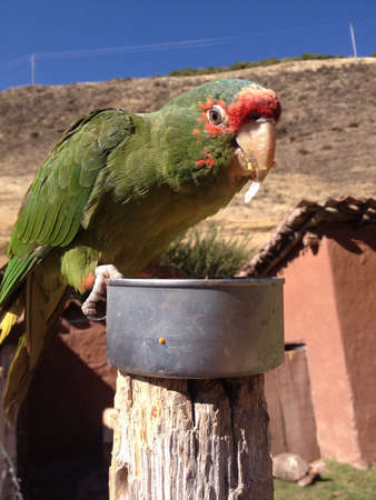 Green parrot