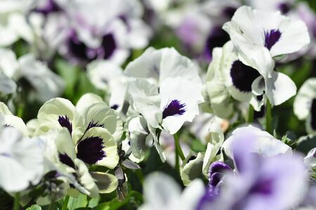 White love-in-idlenessの写真素材