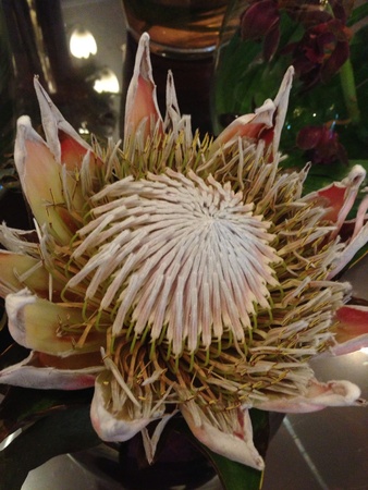 Weird flower in a hotel in Lisbon.の素材