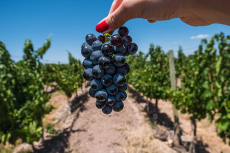 Close-up of a woman's hand holding a bunch of black grapes in a vineyardの写真素材