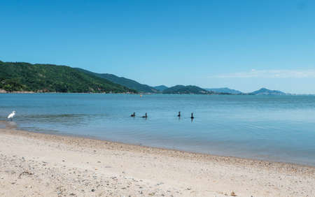 Nice birds on a Brazilian Beach. Photo taken in Florianopolis, Brazil.の写真素材