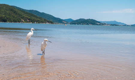 Lovely birds on the beach. Photo taken in Florianopolis, Brazil.