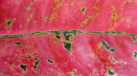 Close up of a red and green leaf of Aglaonema plant.の写真素材