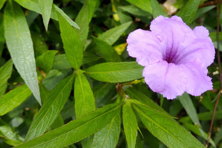 Purple flower of Ruellia tuberosa in the garden.