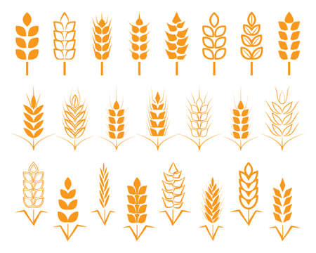 A set of seeds of wheat, barley, rye ears. .のイラスト素材