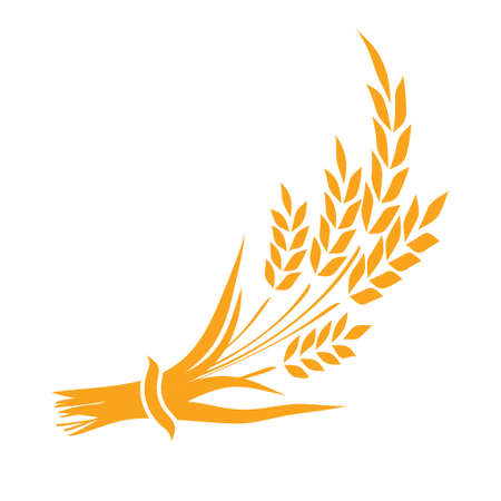 Ears and grains of wheat on a white backgroundのイラスト素材