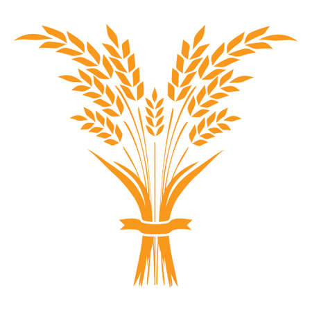 Ears and grains of wheat on a white backgroundのイラスト素材