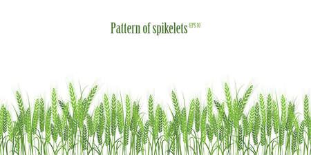 Vector silhouette of wheat. Wheat in the field on a white background.のイラスト素材