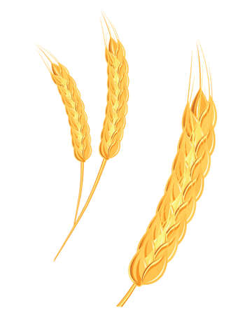 A set of spikelets of golden wheat, rye, barley on a white background of various shapes.のイラスト素材