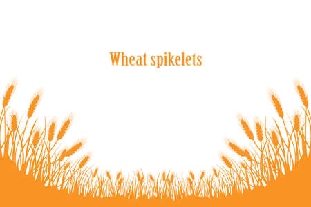 A set of spikelets of golden wheat, rye, barley on a white background of various shapes. Vector.のイラスト素材