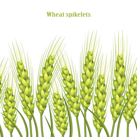 silhouette of wheat. Wheat in the field on a white background.の写真素材