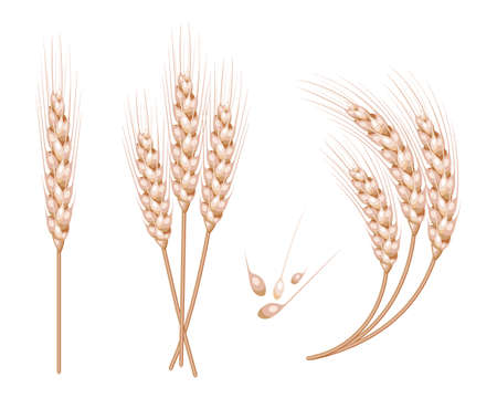Set of vector wheat in 3d isolated white background with seed addition vector illustration.のイラスト素材
