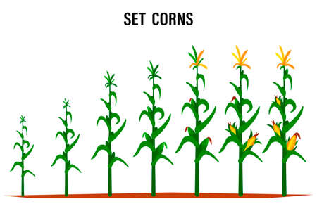 Corn stalk. Isolated corn on white backgroundのイラスト素材