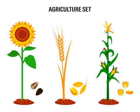 Set of crops, sunflower, wheat, corn. Concept for organic products labels, harvest and agriculture healthy foodのイラスト素材