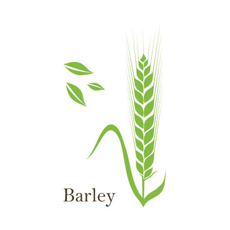 Ears of Wheat, Barley or Rye vector visual graphic icons, ideal for bread packaging, beer labels etcのイラスト素材