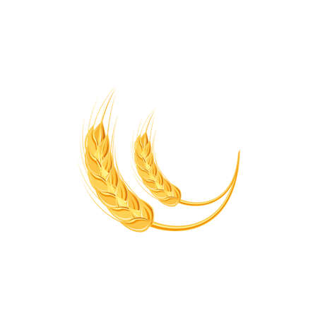 Ears of wheat or rice. Agricultural wheat spikelets symbols isolated on white background. Organic farm, crop seed bread packaging or beer label. Wheat spikelets vector.のイラスト素材