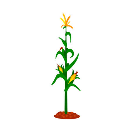 Corn, flat icon, organic logo, vector agriculture corncob farmのイラスト素材