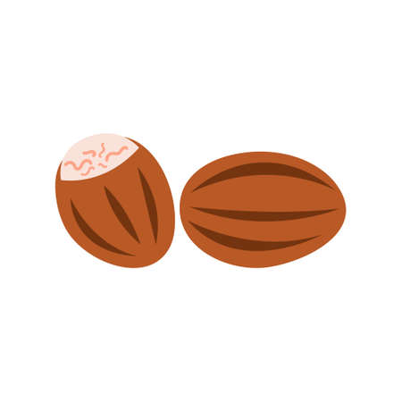 Nutmeg vector illustration isolated on white background, it can be used as a packaging design element when printing brochures about healthy and vegetarian diet.のイラスト素材