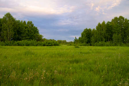 Forest Gladeの写真素材