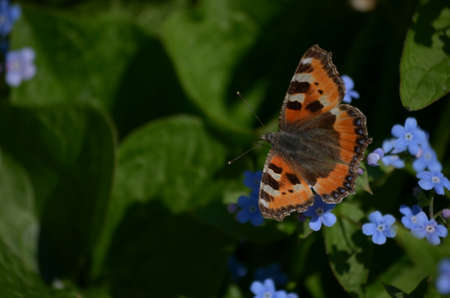flowering plants and seed packaging, natural saverの写真素材