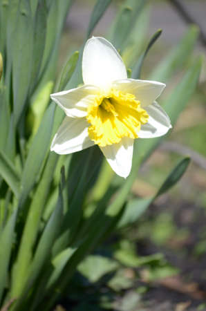 flowering plants and seed packaging, natural saverの写真素材