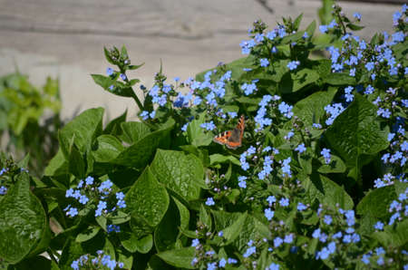 flowering plants and seed packaging, natural saverの写真素材