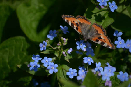 flowering plants and seed packaging, natural saverの写真素材