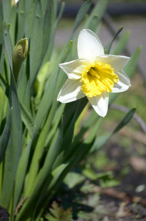 flowering plants and seed packaging, natural saverの写真素材