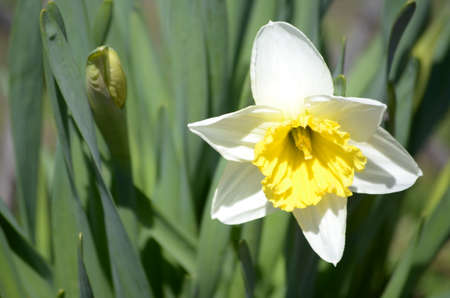 flowering plants and seed packaging, natural saverの写真素材