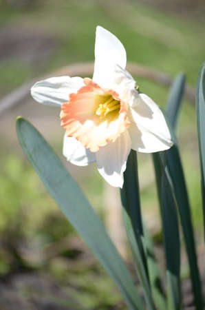 flowering plants and seed packaging, natural saverの写真素材