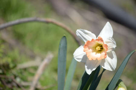 flowering plants and seed packaging, natural saverの写真素材