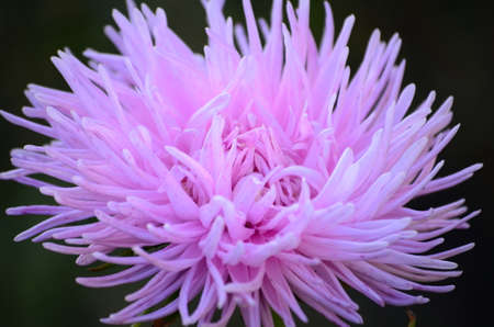 flowering plants and seed packaging, natural saver