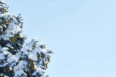 Blur picture. Pine tree in the snow against the blue skyの写真素材