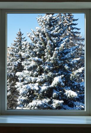 Lush Christmas tree in the snow outside the windowの写真素材