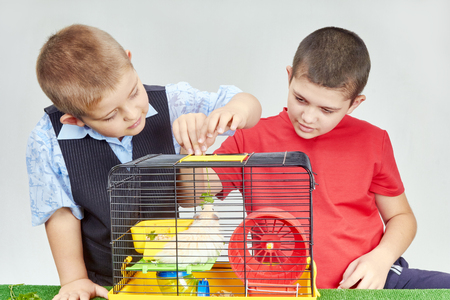 Children feeding a hamster in a cageの写真素材