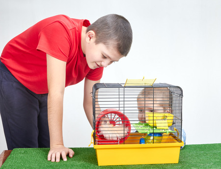 Fluffy hamster in a cage and two boysの写真素材
