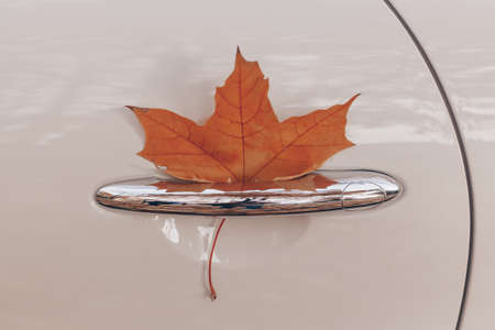 autumn yellow maple leaf in the car doorの写真素材
