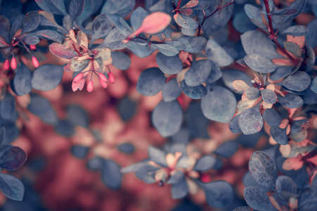 barberry bushes with berriesの写真素材