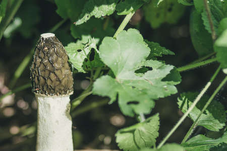 The fungus is ordinary, and the morel is smelly, or Phallus impudicus is a gastroomycete mushroom of the order Veselkovye, or Phallales.の写真素材
