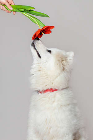 Cute white puppy Samoyed dog sniffs red flower tulip in female hand. Spring concept vertical shot.の写真素材