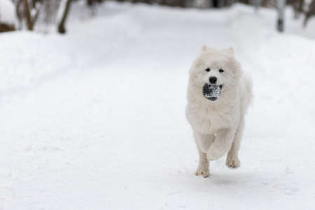 Dog breed white Samoyed Laika runs along snowy forest path with rubber ball in its teeth. General plan with copy space.の写真素材
