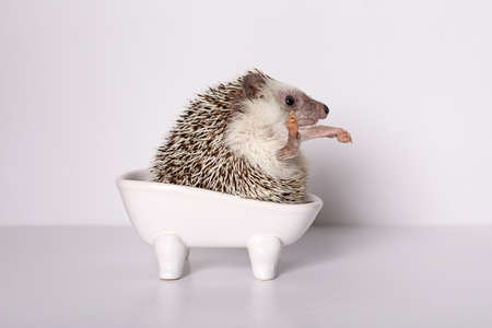 Thoroughbred male African pygmy hedgehog wash in bath on white background. Studio shot concept about pet hygiene, isolated.の写真素材