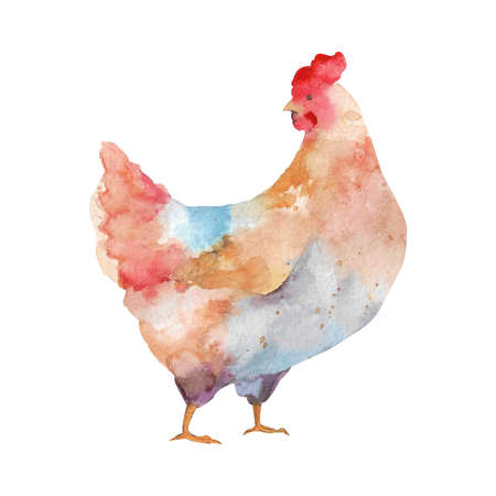 Watercolor illustration of hens and roosters. farm bird illustration. Domestic Chickens. animal illustration. isolated on white background.の写真素材