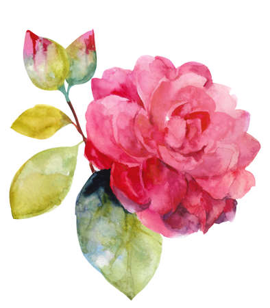 Hand drawn watercolor camellia. Collection of camellias, buds and leaves on a white background.の写真素材